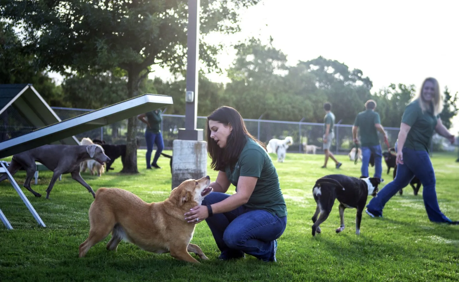 Large Dog Daycare at Rover Oaks Pet Resort